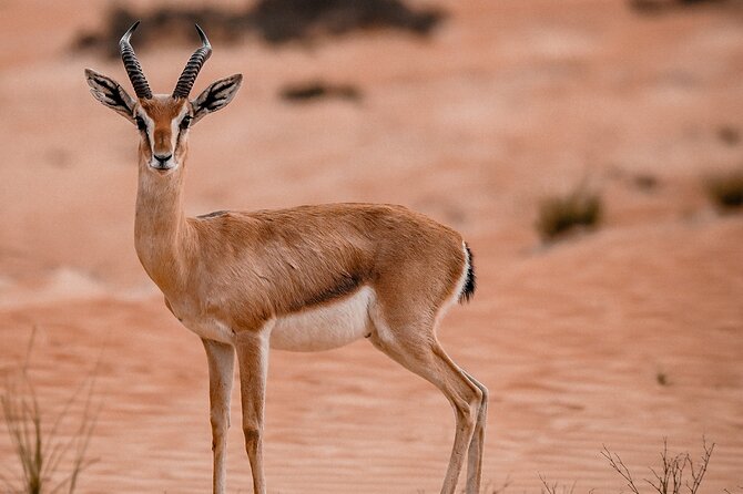 Dubai Evening Desert Safari: Sandboarding, BBQ, Camel Ride & more - How the $109 price measures up