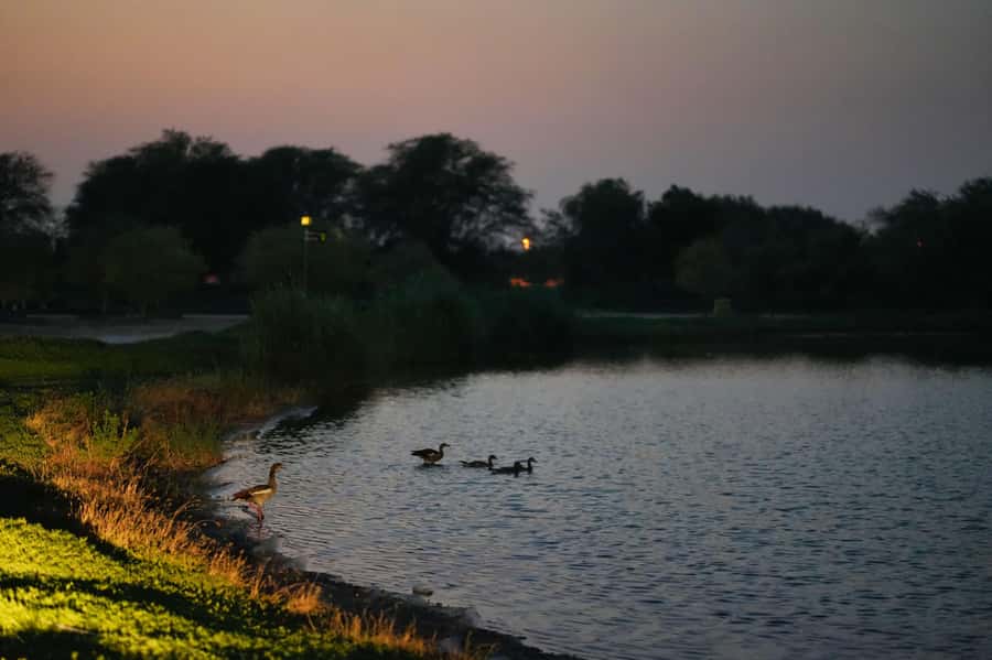 Dubai: Evening Desert Safari with Camel Ride & Stargazing - Dinner and the extended evening option