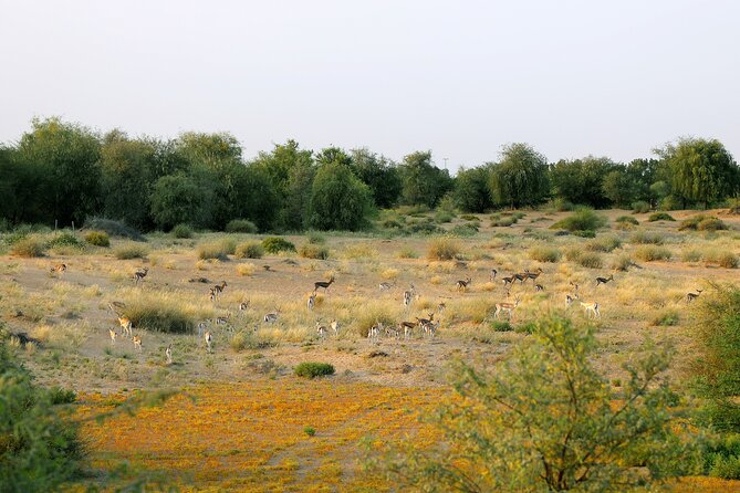 Dubai Evening Heritage Safari by Vintage G Class Al Marmoom Oasis - From Dubai hotels to Al Marmoom