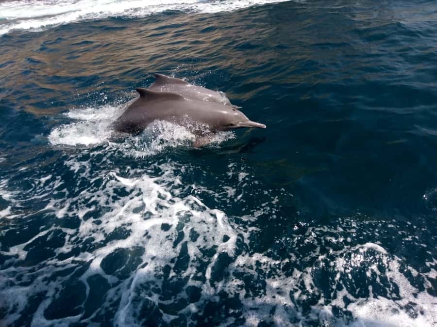 Dubai: Full-Day Sea Safari to Musandam - Boarding the traditional dhow at Dibba