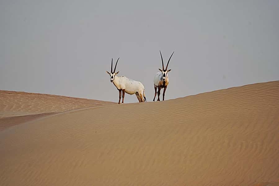 Dubai: Half-Day Camel Trekking with Al Marmoom Breakfast - Falcon photos and traditional Arabic clothing