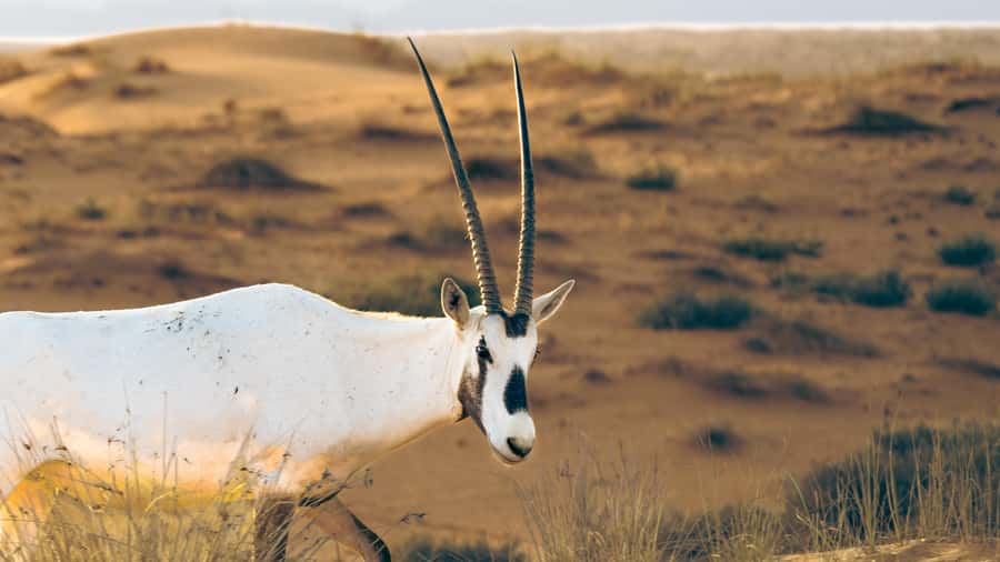 Dubai: Heritage Desert Safari wtih Overnight and Breakfast - Who should book this experience