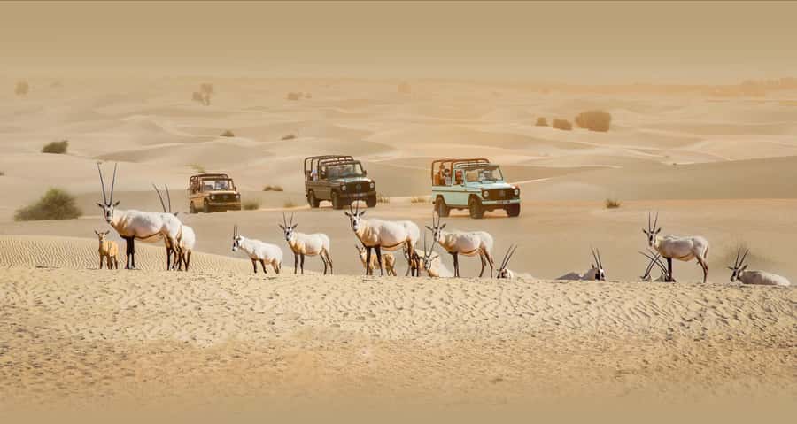 Dubai: Heritage Safari, Camel Ride & Al Marmoom Oasis Dinner - Reaching Al Marmoom from Dubai