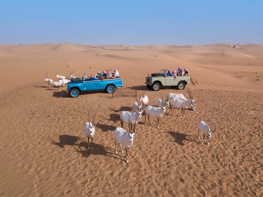 Dubai: Heritage Safari in Vintage Land Rover with Dinner - A four-course dinner with Emirati flavors