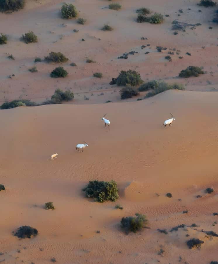 Dubai: Hot Air Balloon, Camel Ride, Desert Safari & More - Who will enjoy this experience most?