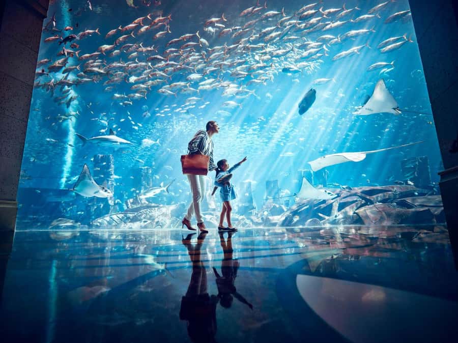 Dubai: Lost Chambers Aquarium Entry Ticket - The Ambassador Lagoon and its three giant windows