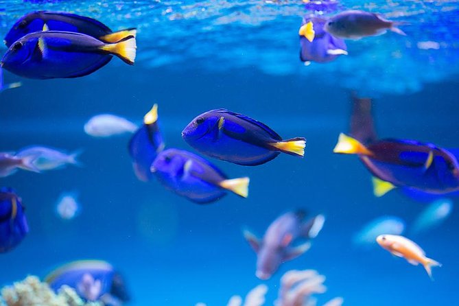 Dubai Mall Aquarium & Underwater Zoo with Penguin Cove Tickets - What the Dubai Aquarium visit is really like