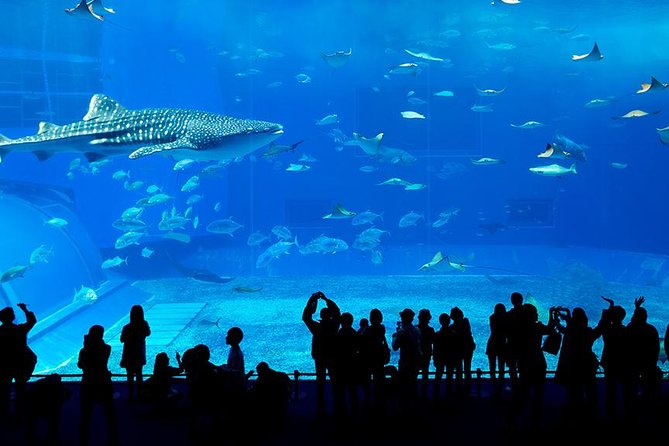 Dubai Mall Aquarium & Underwater Zoo with Penguin Cove Tickets - The aquarium tunnel and the 10-million-liter tank