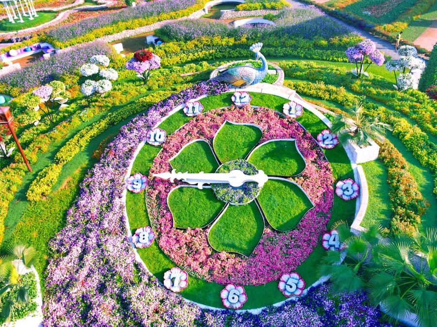 Dubai: Miracle Garden Entry Ticket with Hotel Transfer - What the $57 package really gives you