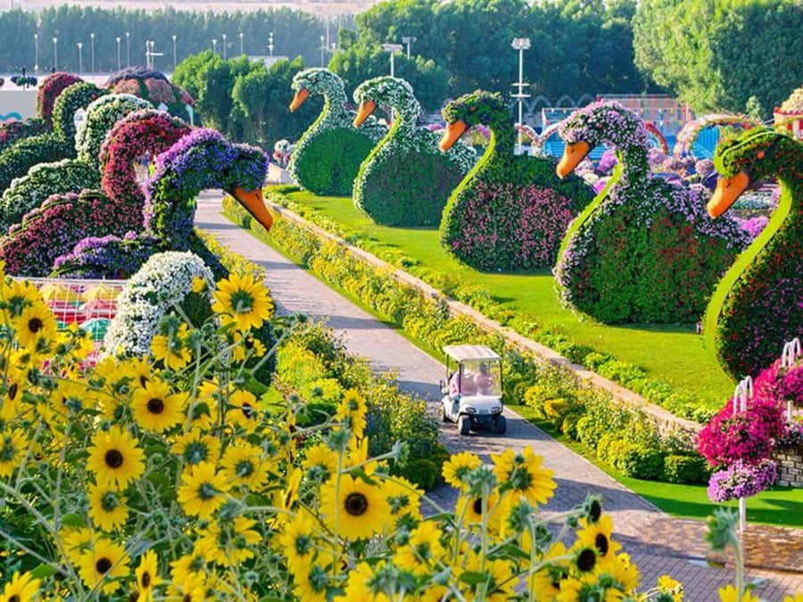 Dubai: Miracle Garden, Global Village, and Dubai Frame - Key points to know before booking