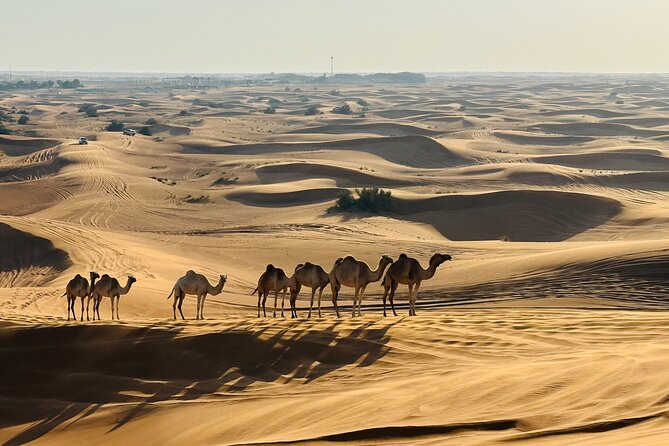 Dubai Morning Evening Desert Safari,Sand boarding and Camel ride - Dune bashing: thrilling, noisy, and not gentle