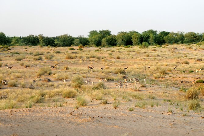 Dubai: Morning Safari by Vintage G Class & Al Marmoom Experience - A camel ride that stays short and manageable