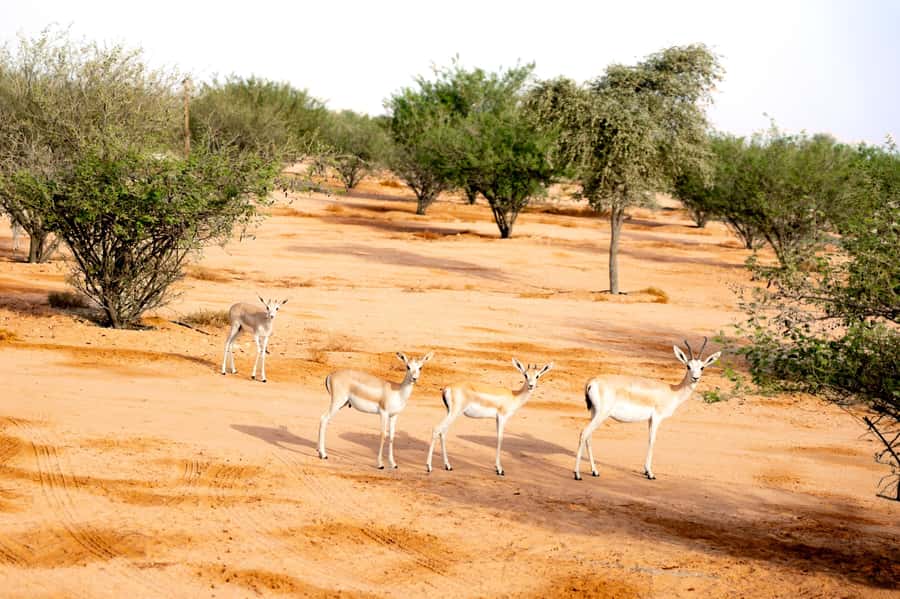 Dubai: Overnight Safari with Luxury Dome Stay & Stargazing - Sunrise and breakfast at your dome
