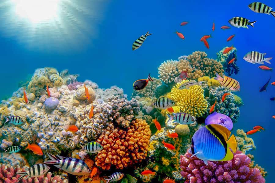 Dubai: PADI Open Water 18-Meter Diving Certification - What the $446 course actually gives you