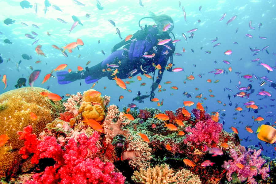 Dubai: PADI Open Water 18-Meter Diving Certification - Complete the theory at home first