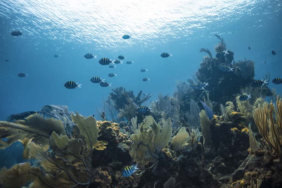 Dubai: PADI Open Water 18-Meter Diving Certification - Three practical classes, two to three hours each