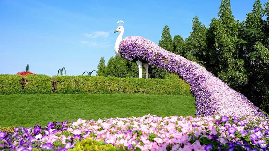Dubai: Private Dubai Flora and Fauna Trip - Butterfly Garden: one hour among thousands of wings