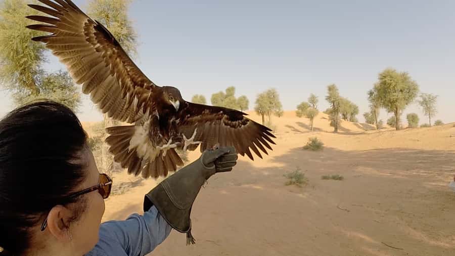 Dubai: Private Falconry Safari - Arabic Coffee, Dates, and the Emirati Falcon Camp