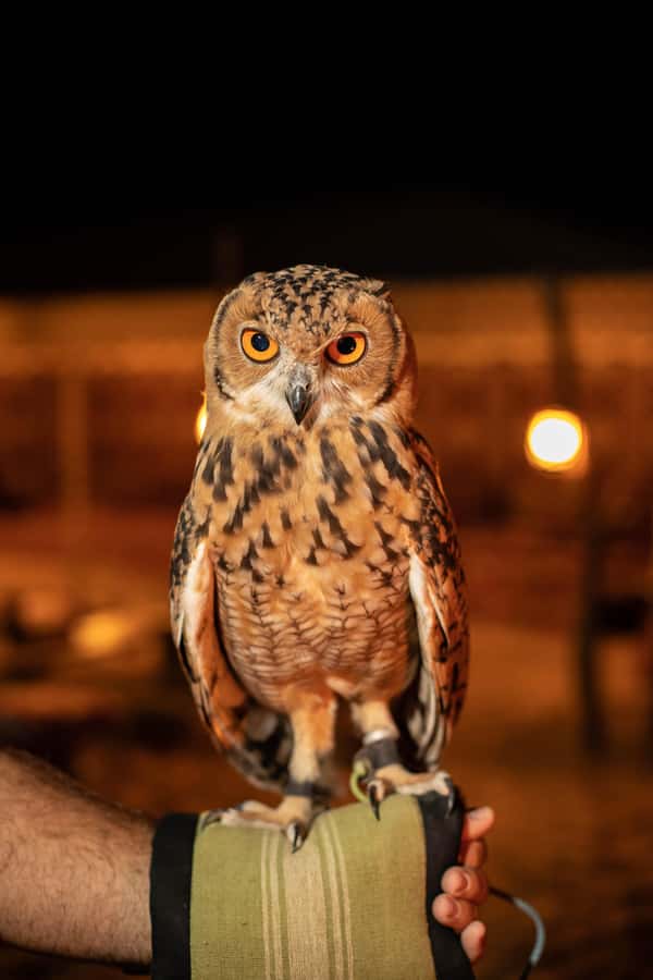 Dubai: Private Night Safari & Astronomy with 3-Course Dinner - What the five-hour timing feels like