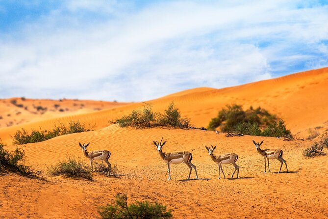 Dubai Private Sunset Desert Drive with Wildlife Experience - Key things to know before you book