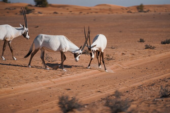 Dubai Red Dunes Safari: Dune Bashing, Camel Ride & Breakfast - Red dune bashing and the scenic stop