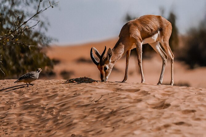 Dubai Red Dunes Safari: Dune Bashing, Camel Ride & Breakfast - A short camel ride with a traditional feel