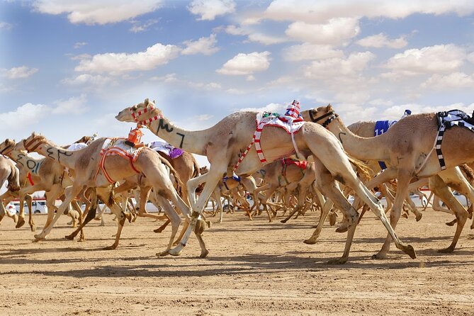 Dubai Royal Camel Race with Prime Seats & Short Camel Ride - Key points to know before you book