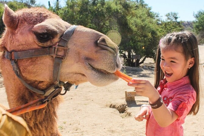 Dubai Royal Camel Race with Prime Seats & Short Camel Ride - What the one-hour camel experience is really like