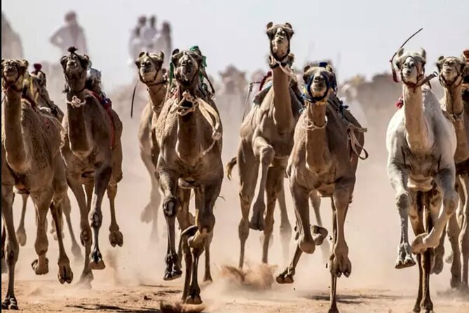 Dubai Royal Camel Race with Prime Seats & Short Camel Ride - Watching the race from the prime seating area