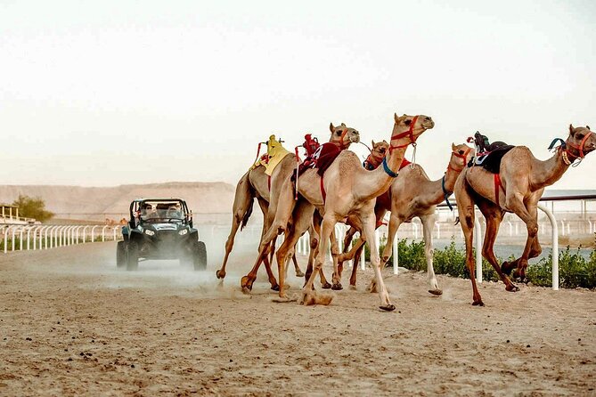 Dubai Royal Camel Race with Prime Seats & Short Camel Ride - What the guide and organization add
