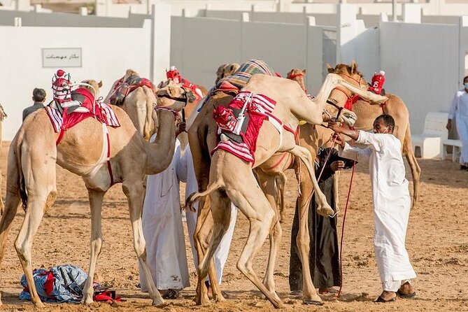 Dubai Royal Camel Race with Prime Seats & Short Camel Ride - Why camel racing matters in the UAE