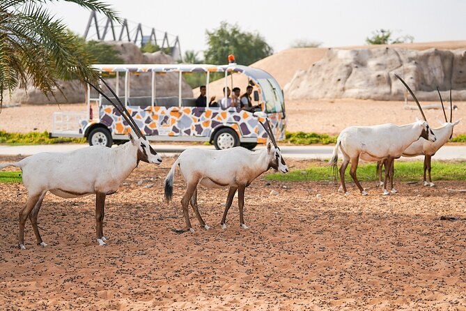Dubai Safari Park - Explorer Village and the 35-minute safari bus
