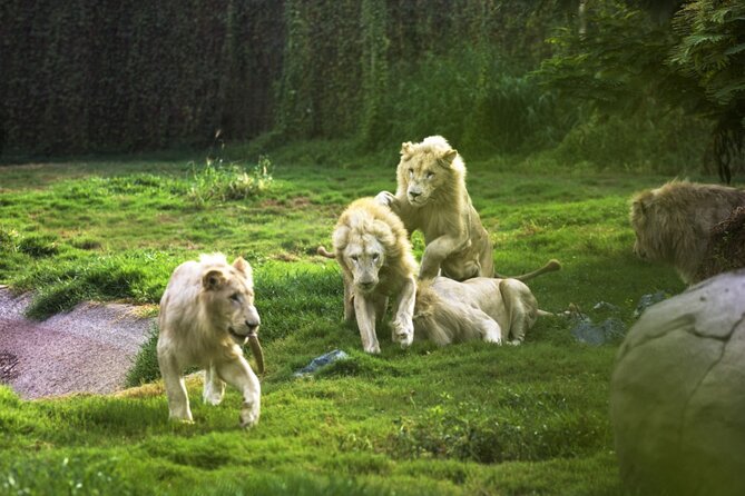 Dubai Safari Park With Transfer - Key Points Before You Book
