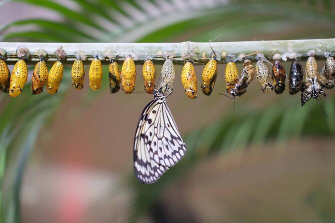 Dubai: Skip-The-Line Ticket to Butterfly Garden - Is the $20 ticket good value?