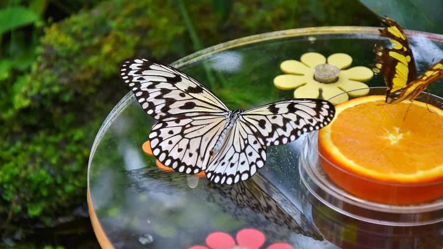 Dubai: Skip-The-Line Ticket to Butterfly Garden - Taking photos without harming the butterflies
