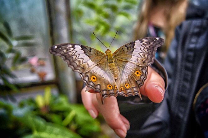 Dubai: Skip-The-Line Ticket to Butterfly Garden - What you see in the garden’s different areas