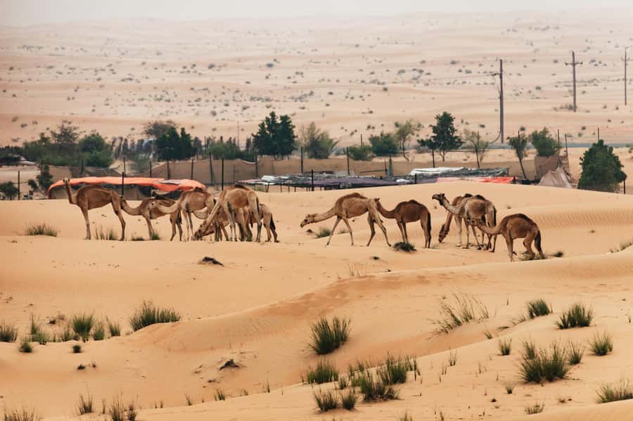 Dubai: Sunrise Balloon Flight with Camel Ride & Breakfast - Breakfast at the Bedouin-style desert camp