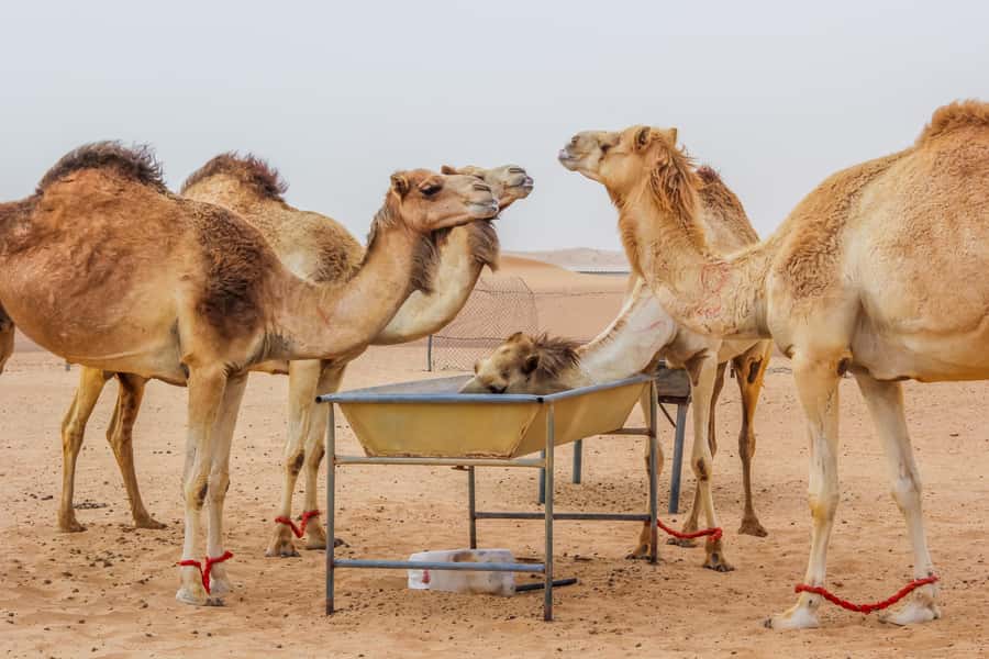 Dubai Sunrise Desert Camel Trek with Breakfast - Key points at a glance