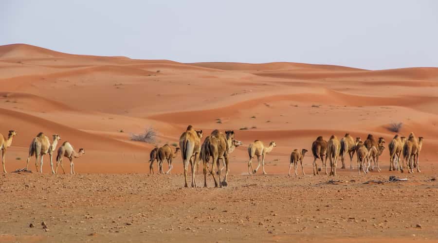 Dubai Sunrise Desert Camel Trek with Breakfast - Why a pre-dawn desert trip works so well