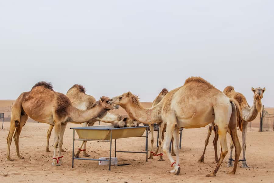 Dubai Sunrise Desert Camel Trek with Breakfast - A short red-dune drive after the sunrise