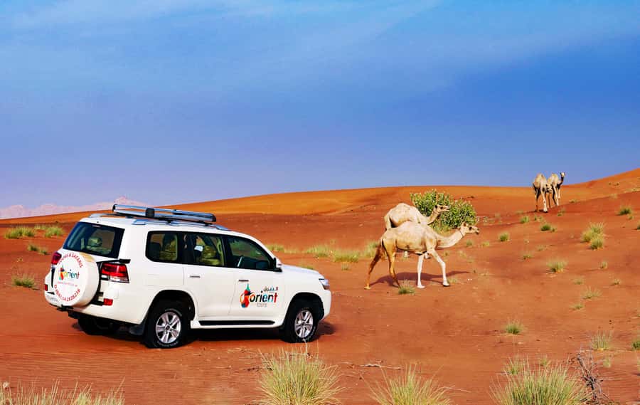 Dubai Sunrise Desert Camel Trek with Breakfast - Who will enjoy this morning most