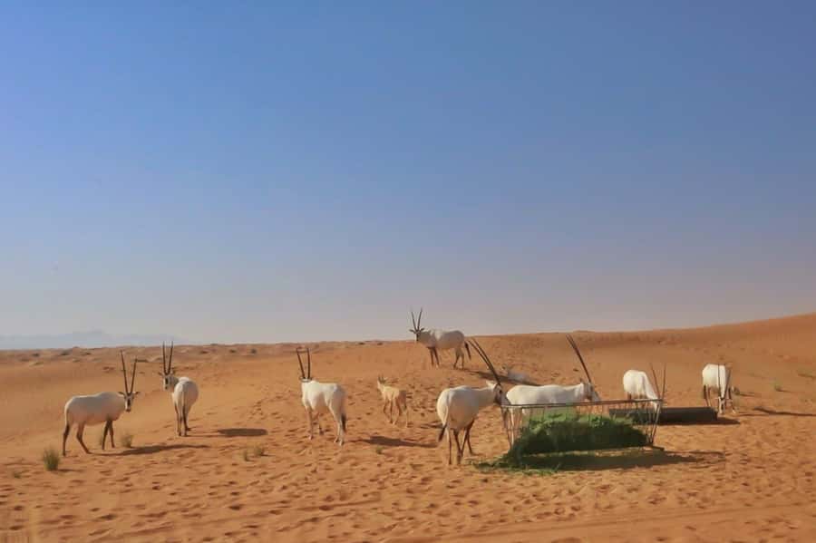 Dubai: Sunrise Desert Jeep Safari with Wildlife Experience - Sandboarding down the dunes