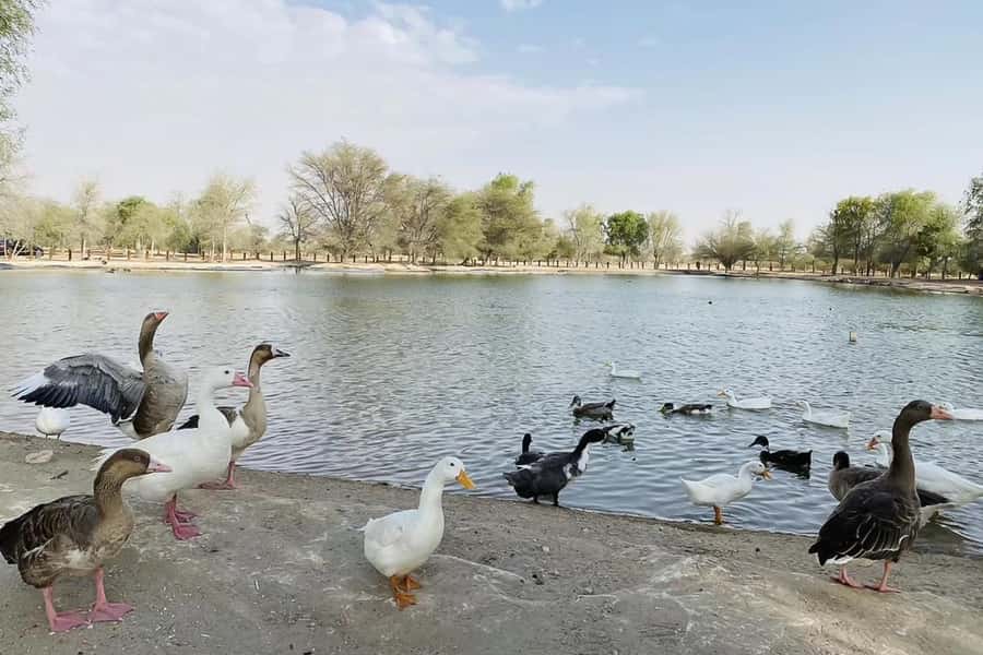 Dubai: Sunrise Desert Jeep Safari with Wildlife Experience - Al Qudra Lakes and the conservation reserve