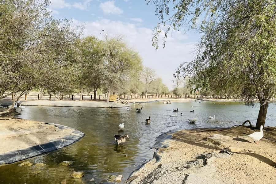 Dubai: Sunrise Desert Jeep Safari with Wildlife Experience - Picnic breakfast with Arabic coffee and dates