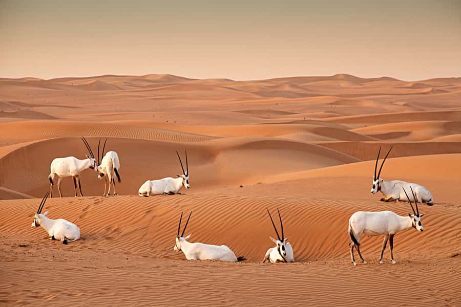 Dubai: Sunrise Hot Air Balloon Tour with E-Certificate - Who Should Book This Sunrise Flight?