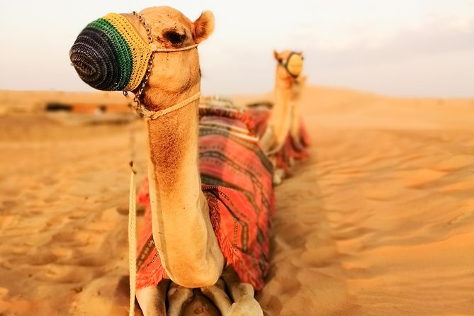 Dubai Super Saver: Desert Camp Experience by 4x4 and Dhow Dinner Cruise - Barbecue dinner and evening entertainment