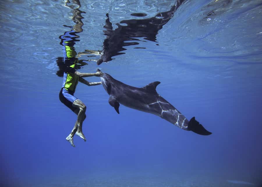 Dubai: Swim with Dolphins at Atlantis Waterpark - Meeting the Dolphin Bay team at Atlantis