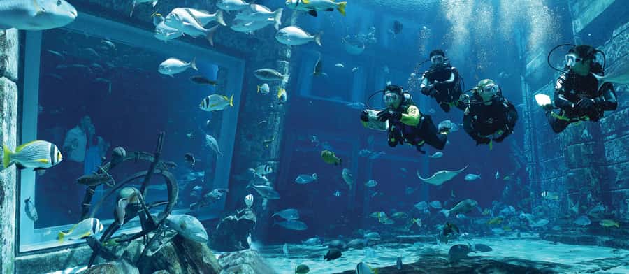 Dubai: The Lost Chambers Aquarium Atlantis Diving Experience - Key points to know before booking