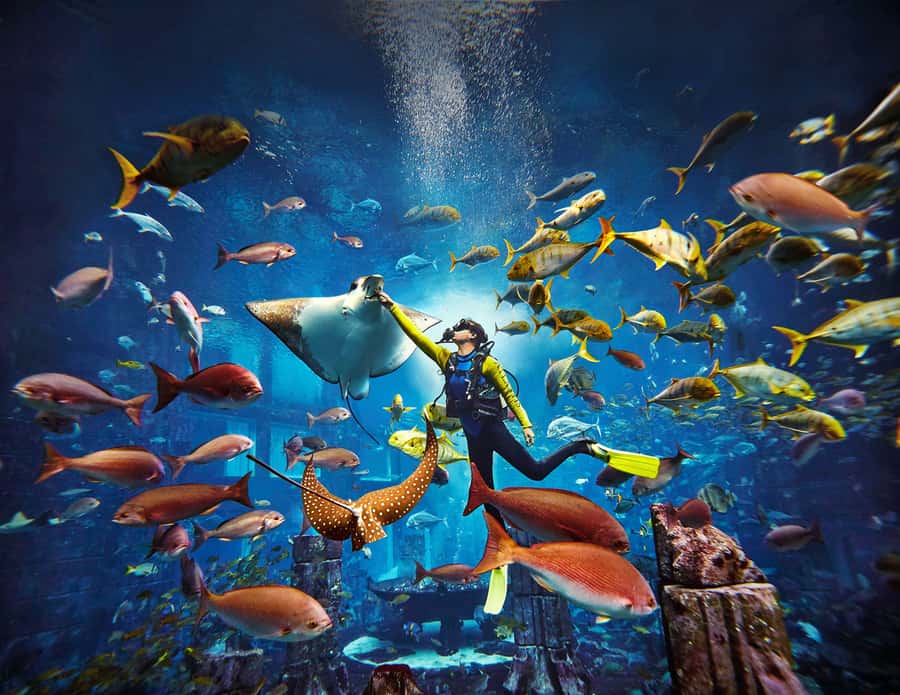 Dubai: The Lost Chambers Aquarium Atlantis Diving Experience - The safety briefing and equipment fitting