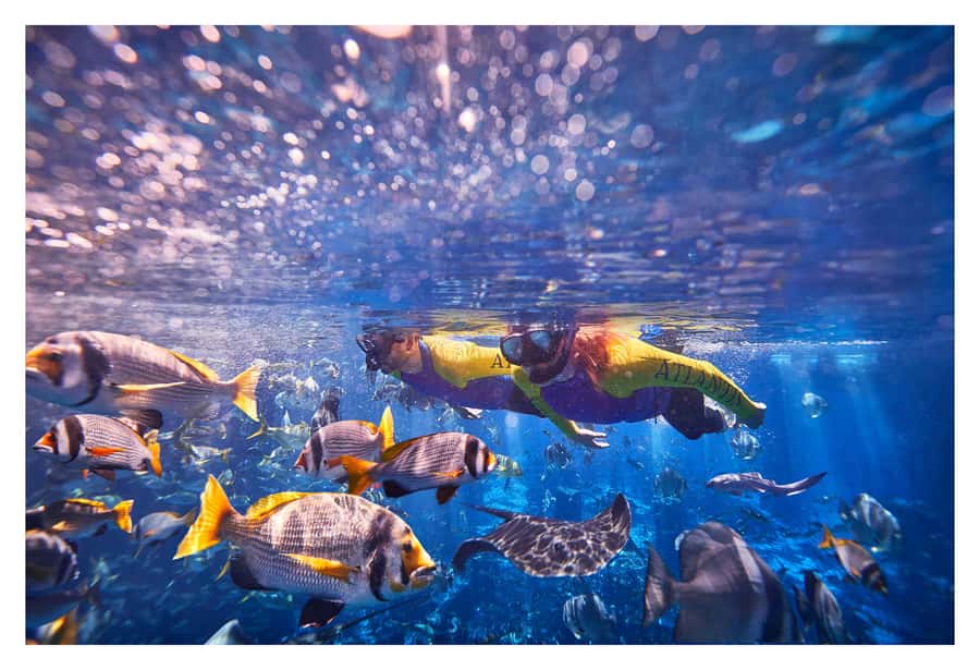 Dubai: The Lost Chambers Aquarium Snorkeling Experience - Key points before you book
